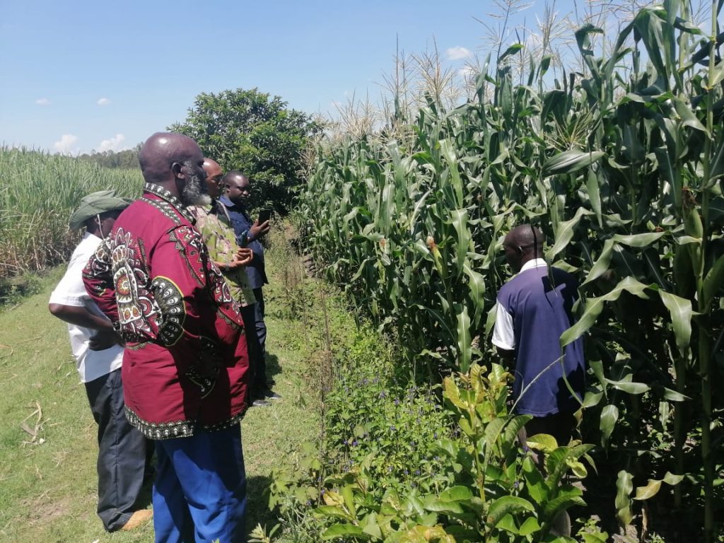 conservation agriculture maize busia