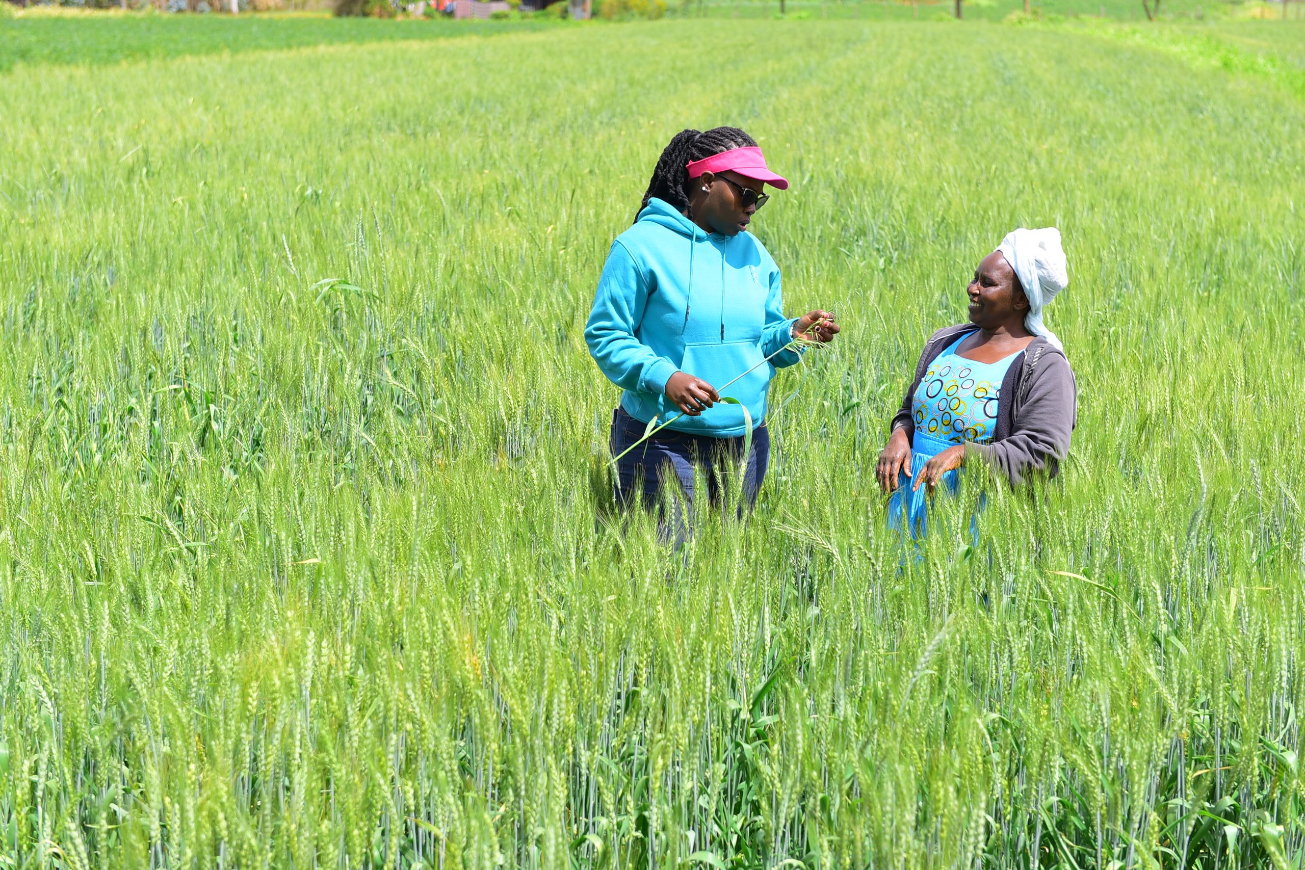 PAFID Kenya field officer working with a smallholder farmer on a Conservation Agriculture plot in Kenya